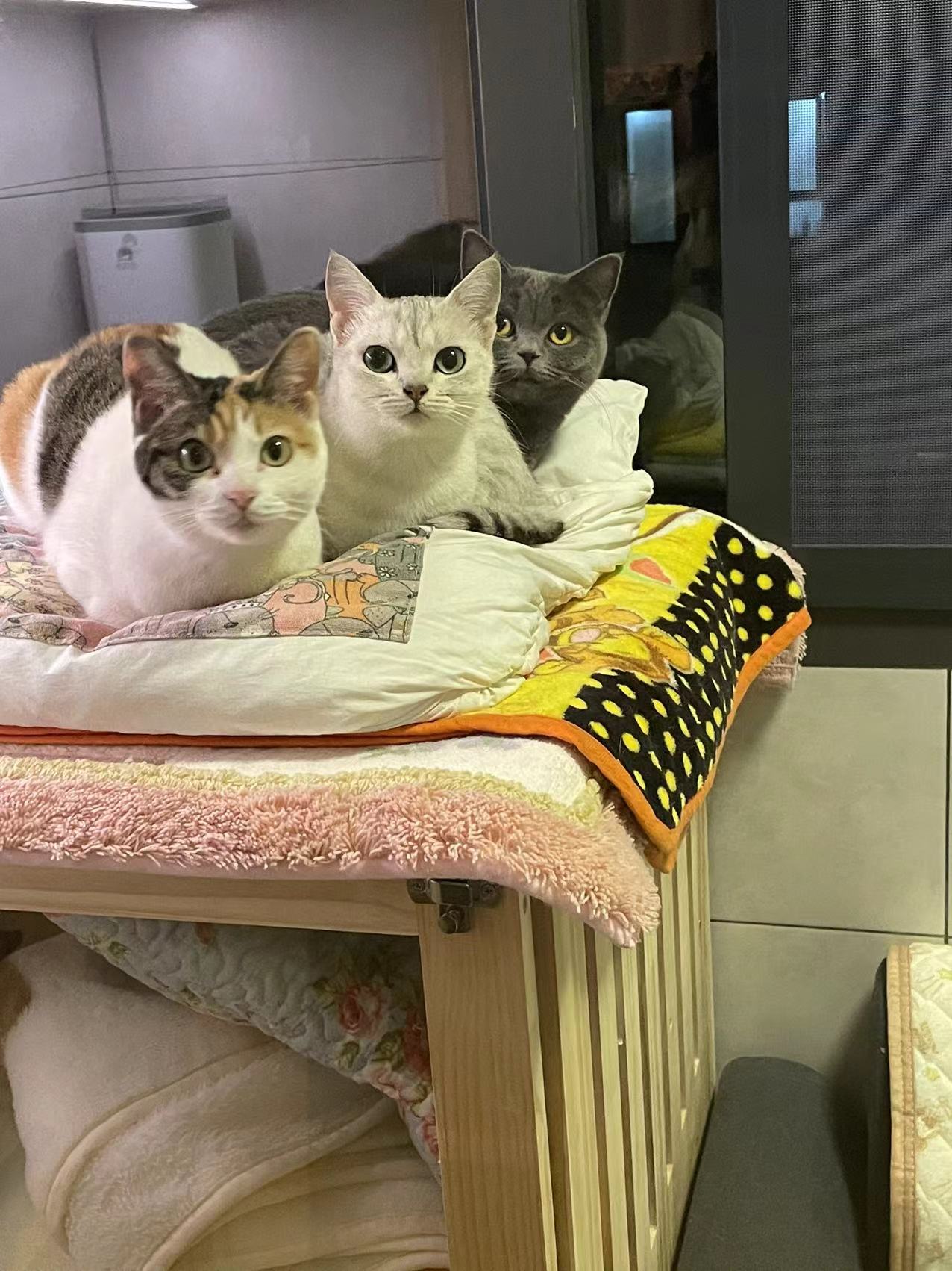 猫写真3