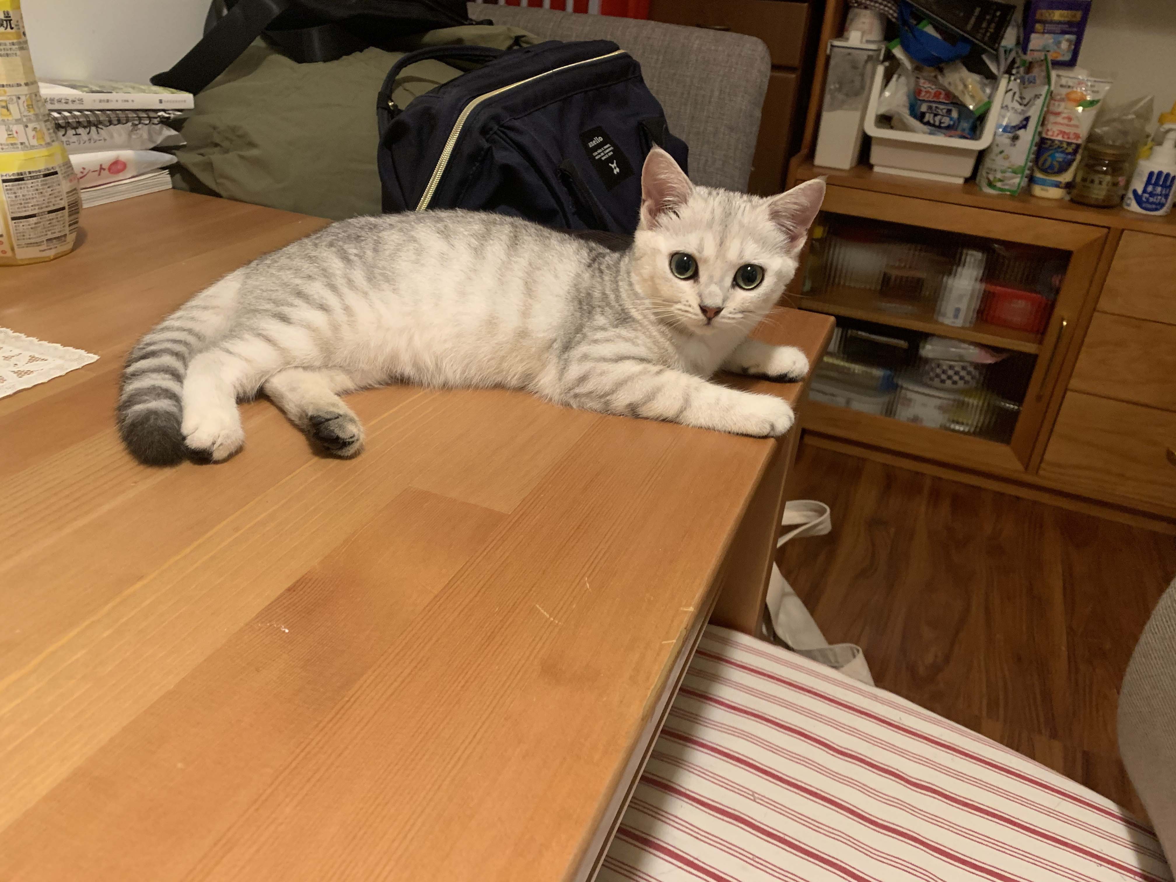 猫写真4