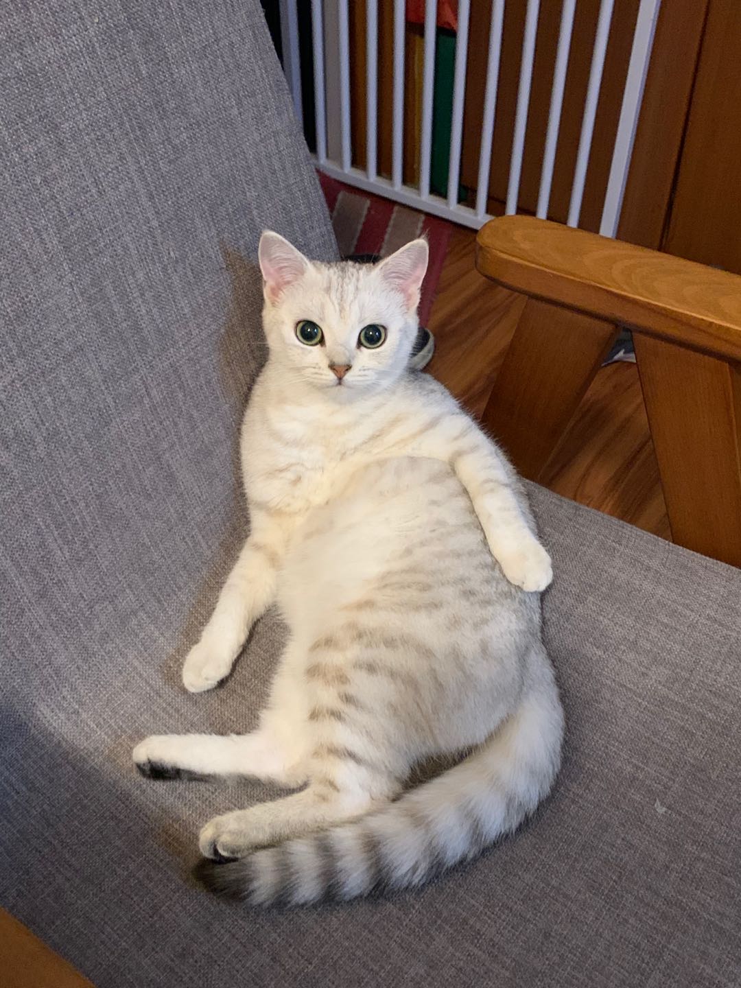 猫写真5