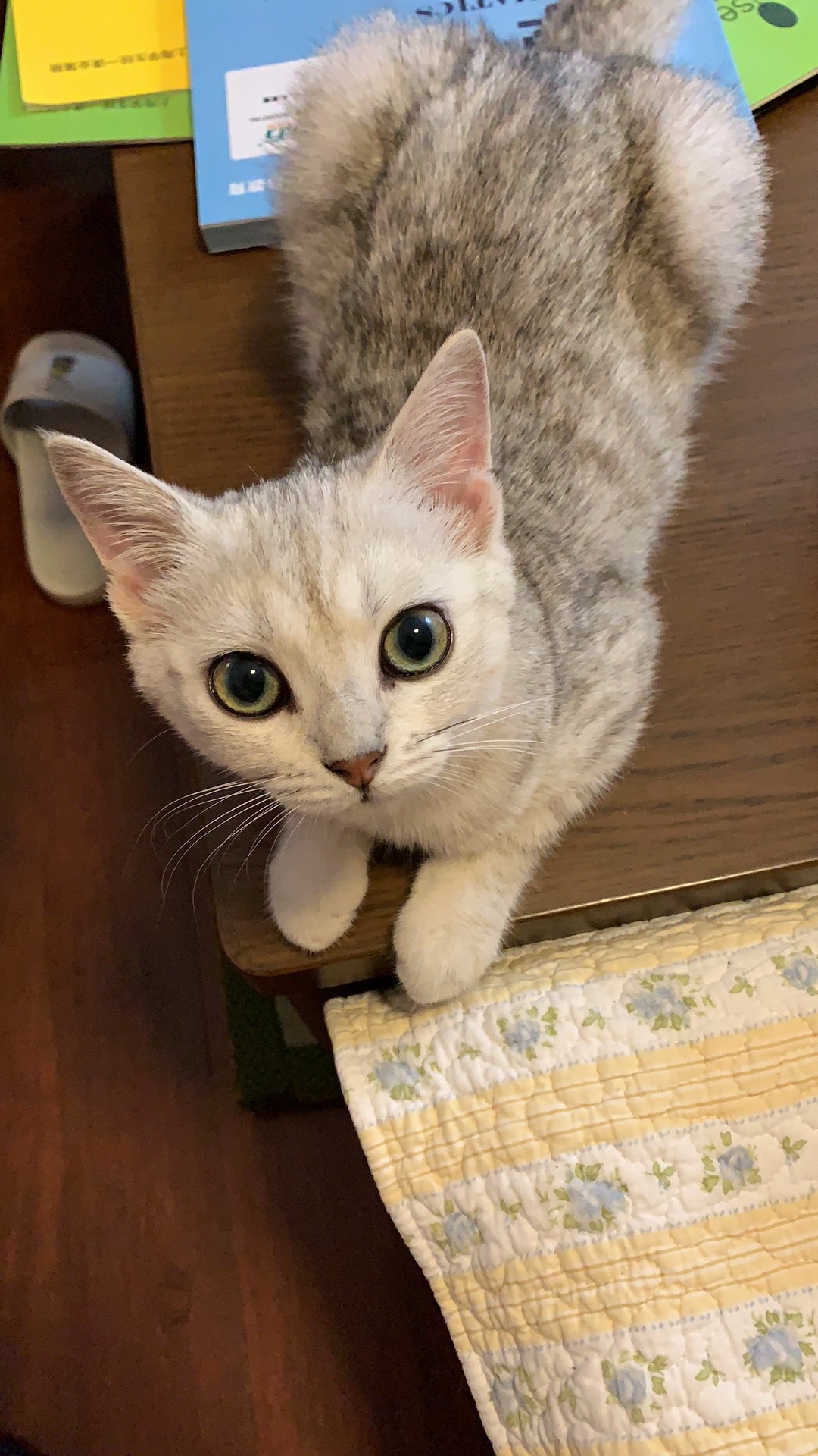 猫写真6