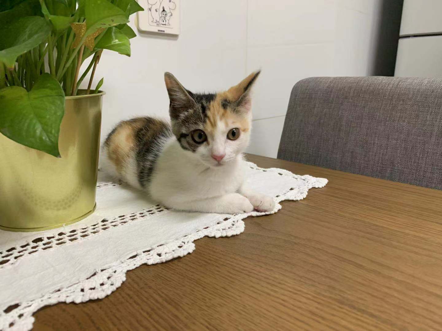 猫写真8