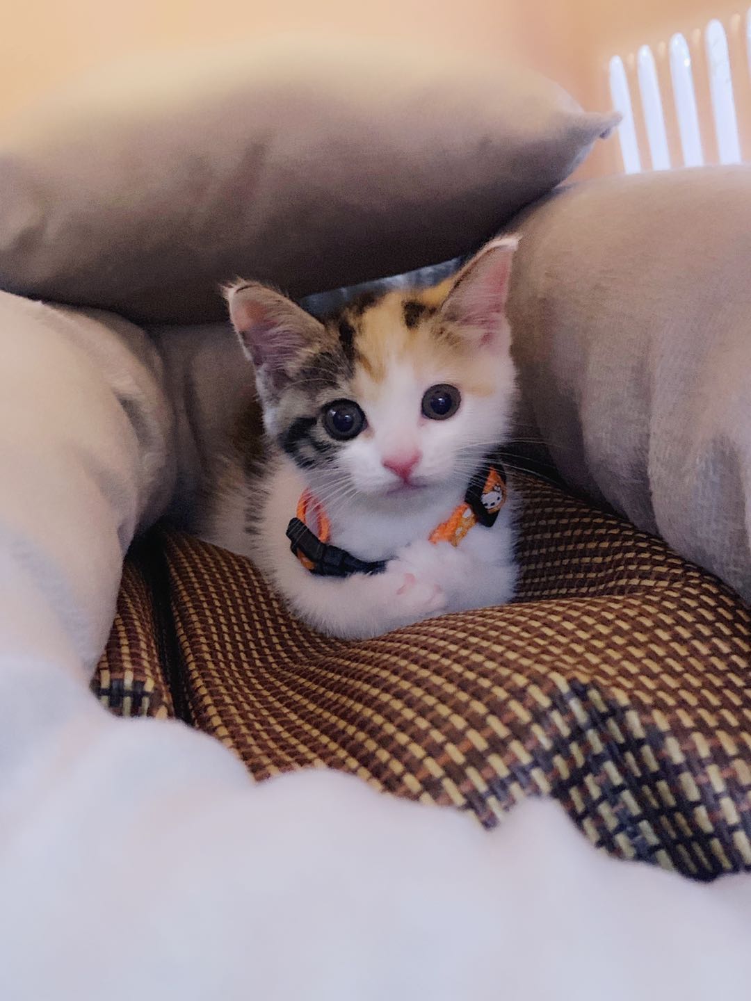 猫写真9