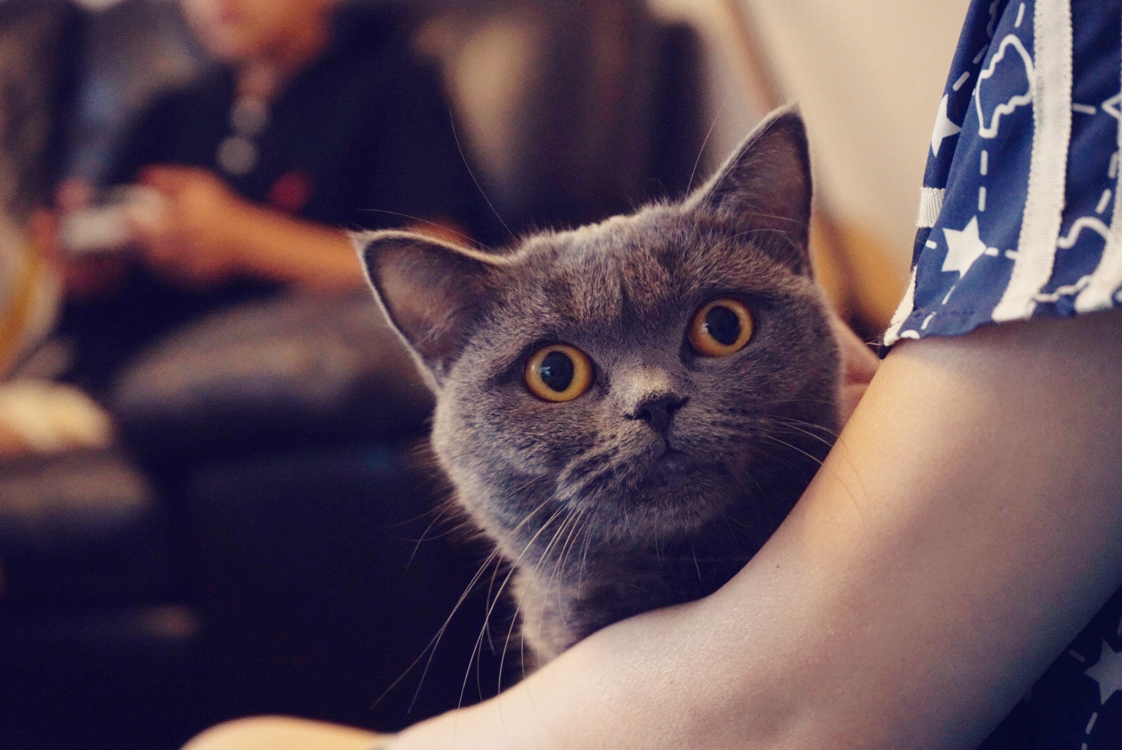 猫写真10