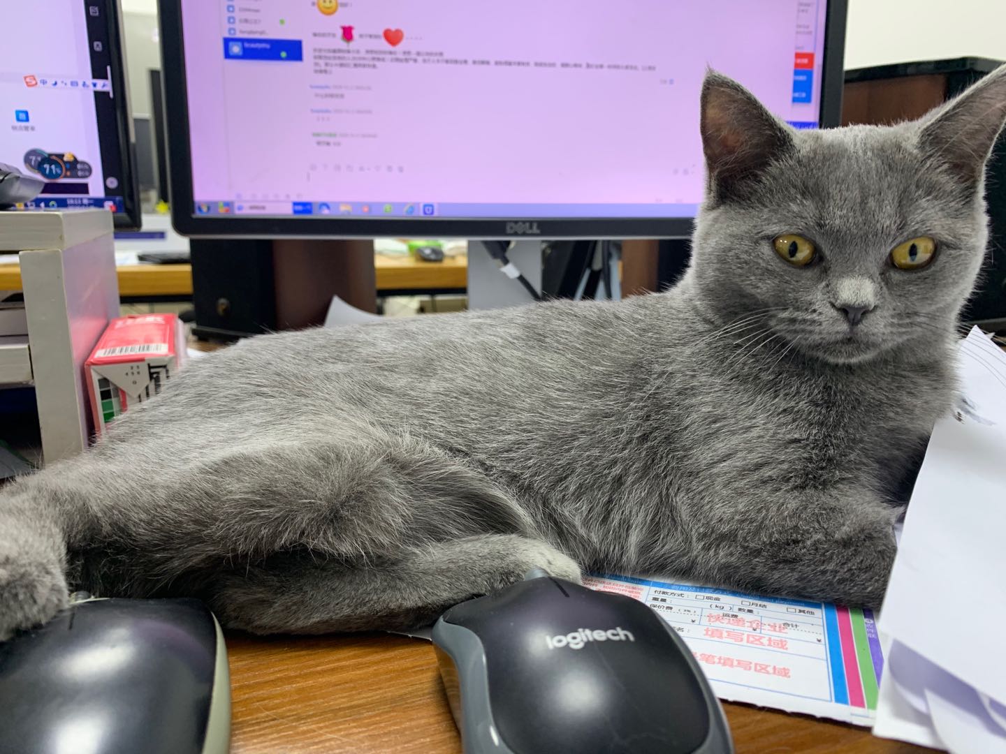 猫写真11