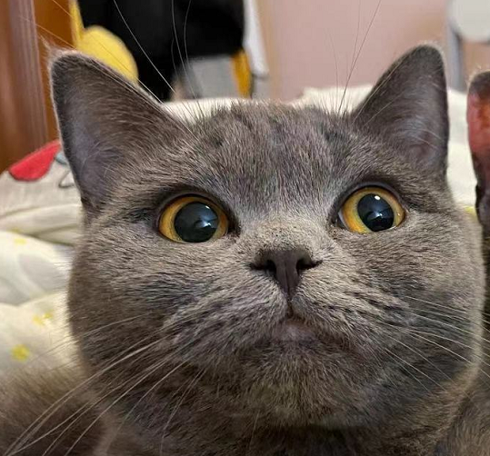 猫写真12
